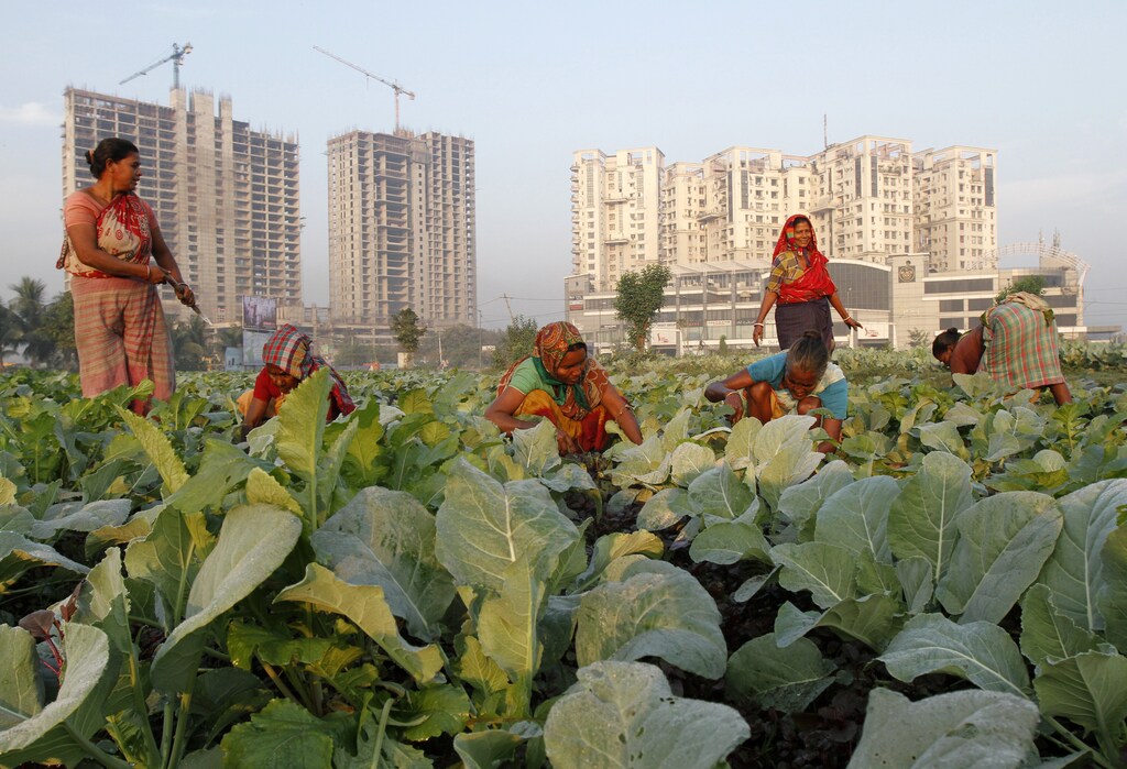 Women work in a cauliflower field in Kolkata November 28, 2013.