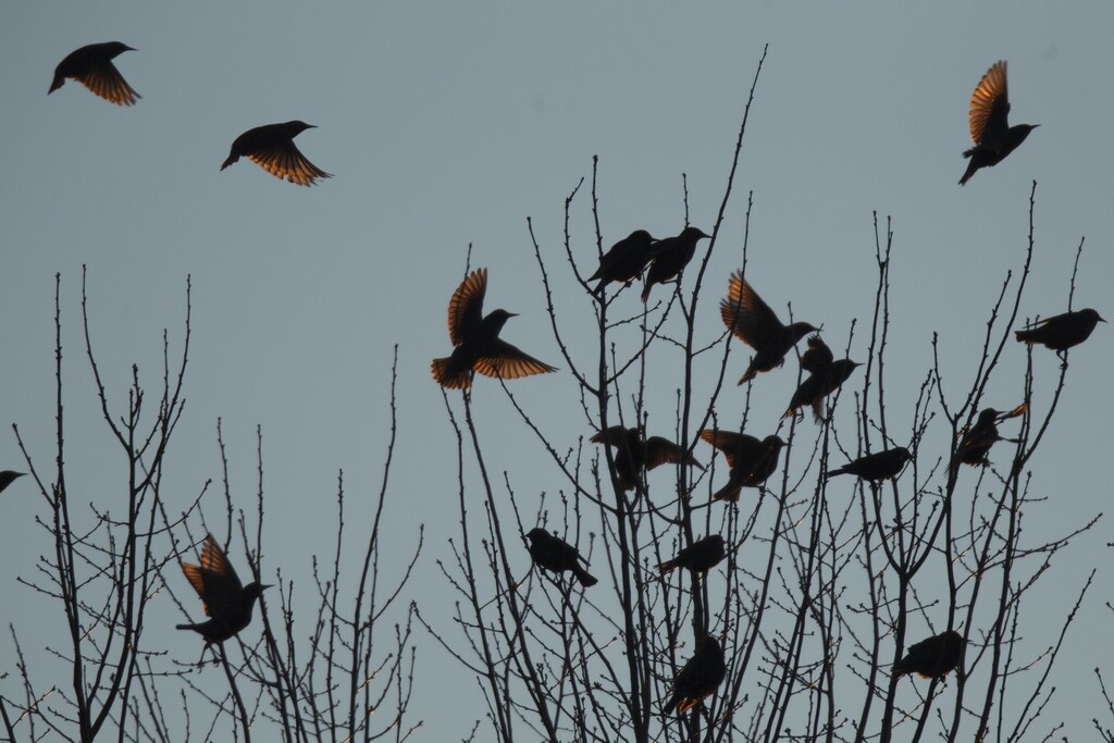 A flock of blackbirds perch in trees in the town on Hopkinsville, Kentucky February 16, 2013. Millions of birds have descended on the small Kentucky city this winter, fouling the landscape, scaring pets and raising the risk for disease. REUTERS/Harrison McClary (UNITED STATES - Tags: ANIMALS ENVIRONMENT SOCIETY) - TM4E92G1KZ001