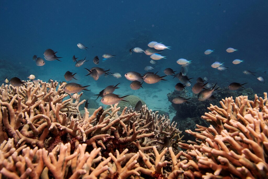 FILE PHOTO: A school of fish swim above a finger coral colony as it grows on the Great Barrier Reef off the coast of Cairns, Australia October 25, 2019. REUTERS/Lucas Jackson/File Photo REFILE - CORRECTING TYPE OF CORAL