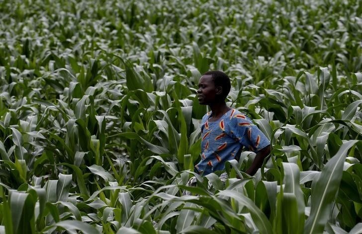 A Malawian subsistence farmer surveys her maize fields in Dowa near the capital Lilongwe, February 3, 2016. Late rains in Malawi threaten the staple maize crop and have pushed prices to record highs. About 14 million people face hunger in Southern Africa because of a drought exacerbated by an El Nino weather pattern, according to the United Nations World Food Progamme (WFP). REUTERS/Mike Hutchings TPX IMAGES OF THE DAY