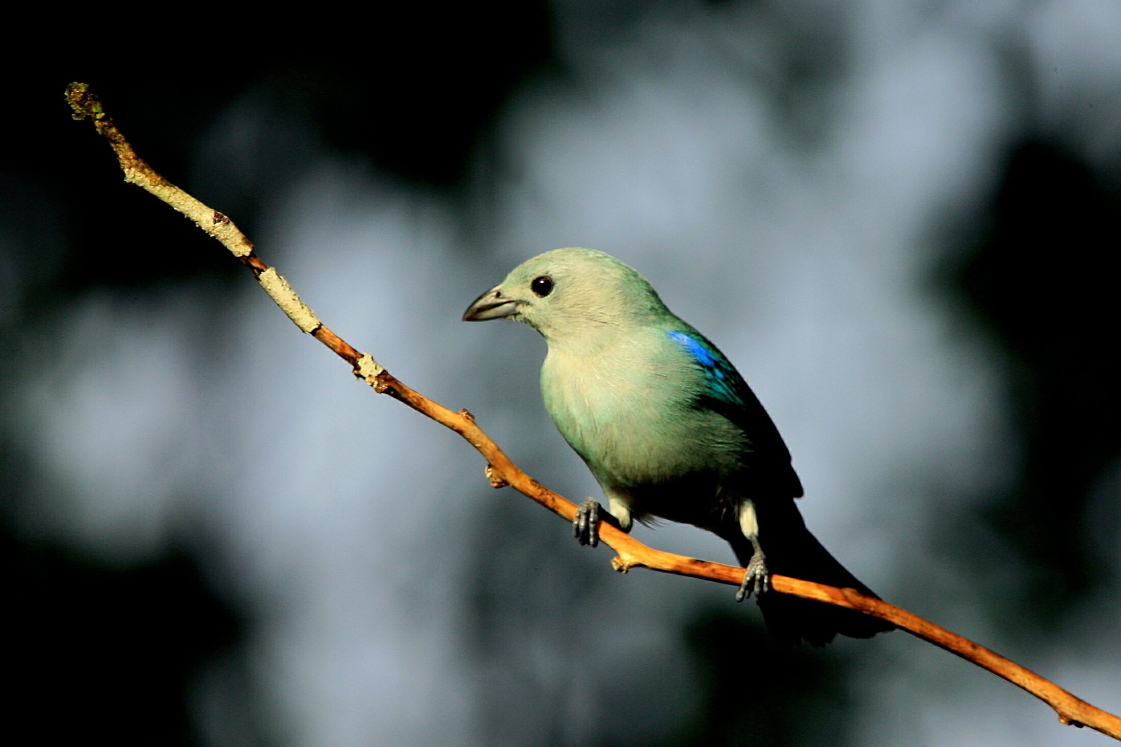 - PHOTO TAKEN 12JAN06 - A Blue-gray Tanager (Thraupis episcopus) rests on a perch at La Selva biological station in Sarapiqui, 80 miles (129 km) north of San Jose, Costa Rica January 12, 2006. The Selva is one of the world's most important sites for tropical ecosystem research. [La Selva has about 73% of its area under primary tropical rain forest. Each year, more than 250 scientists from some 25 countries and international students come to La Selva to study tropical ecology. Species diversity include more than, 330 species of trees, and 43 species of birds. Picture taken January 12.] - PBEAHUNSZBU