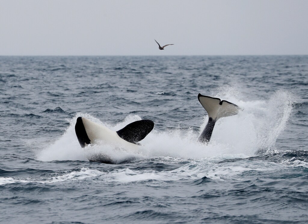 A killer whale swims in the sea near Rausu, Hokkaido, Japan, July 1, 2019.Picture taken July 1, 2019. REUTERS/Kim Kyung-Hoon - RC1A2E1629D0