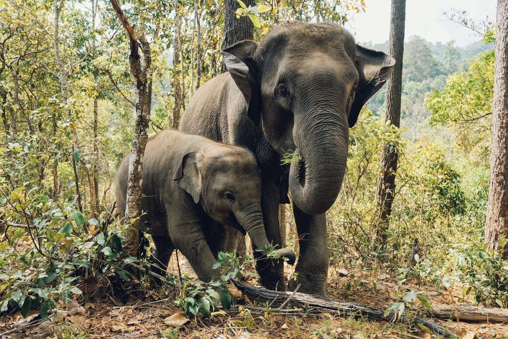 Two Asian elephants in a forest