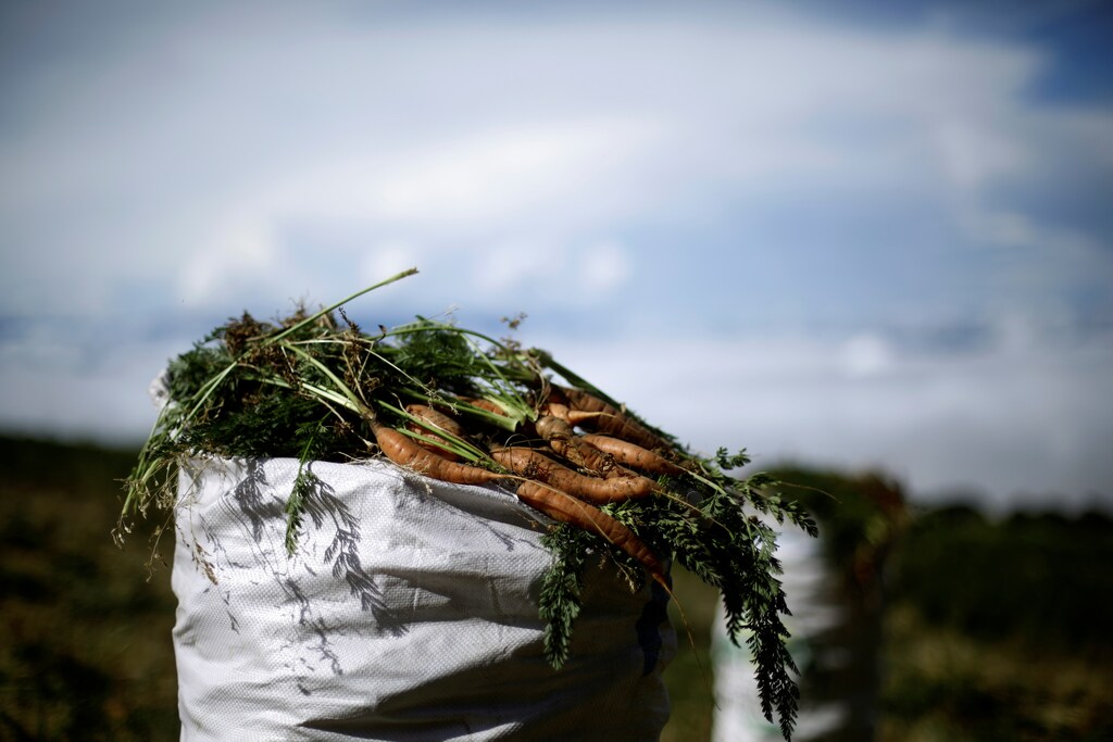 A sack filled with freshly harvested carrots is seen at a plantation in Cartago, Costa Rica April 27, 2018. REUTERS/Juan Carlos Ulate - RC175455EDE0