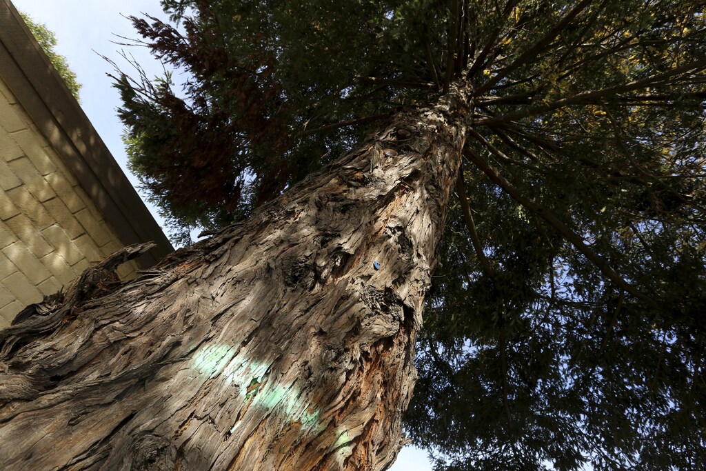 A mark showing where a rare albino redwood tree would be cut is pictured in Cotati, California March 14, 2014. A group of preservasionists is fighting to keep the rare albino redwood, one of just 10 trees of its kind known to exist, from being chopped down to make way for a new commuter rail system. REUTERS/Robert Galbraith (UNITED STATES - Tags: SOCIETY ENVIRONMENT) - GM1EA3F08QM01