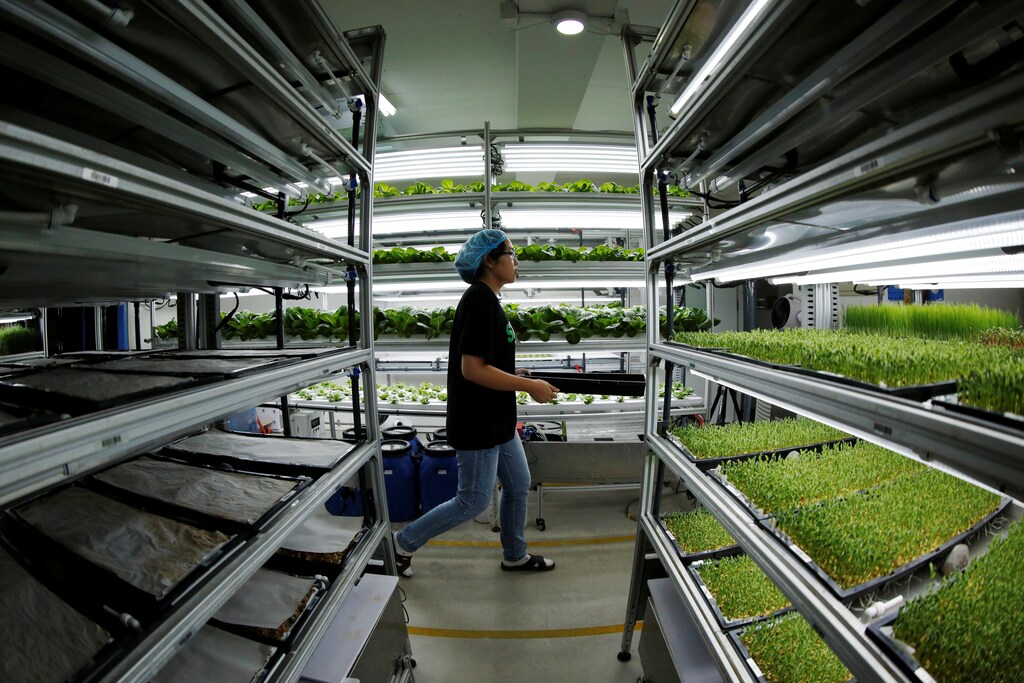 A staff member walks to harvest microgreens at an indoor hydroponic vegetable farming facility of Alesca Life.