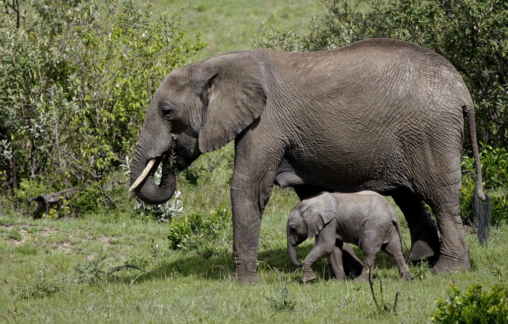 A baby elephant walks next to its mother in Masai Mara game reserve November 11, 2008. Picture taken November 11, 2008. REUTERS/Laszlo Balogh (KENYA) - GM1E4BD0BK901