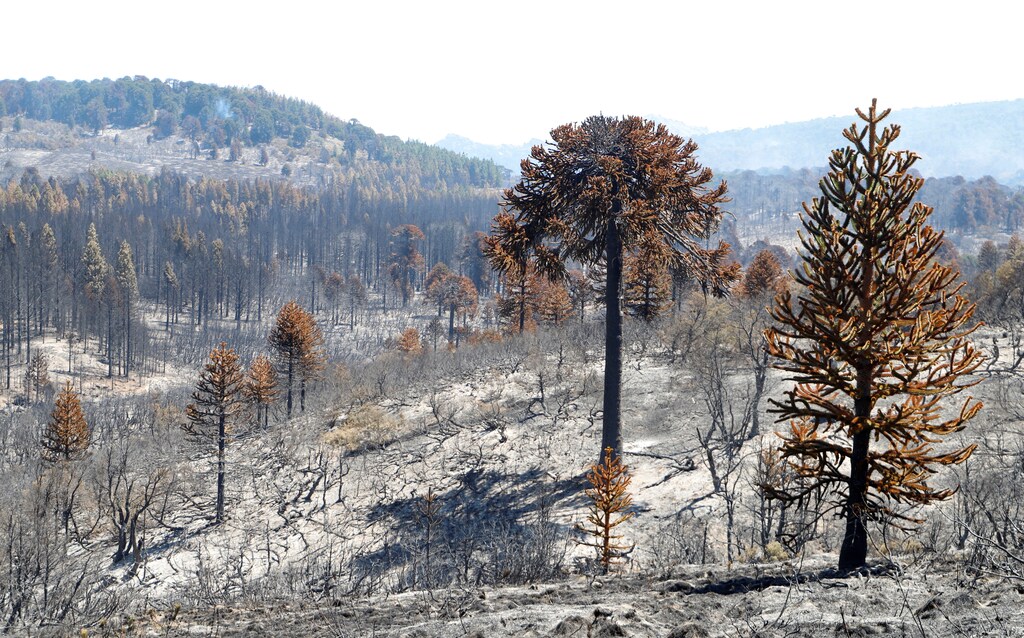 Ashes surround trees after forest fires developed in Alumine, Neuquen, Argentina.