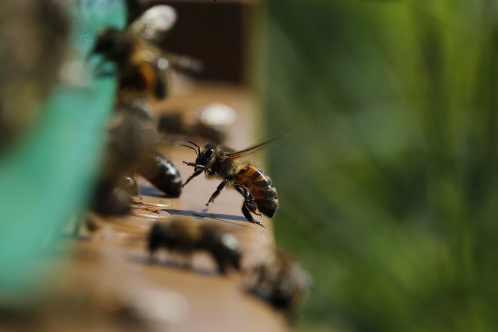 Bees are seen near their beehive in a garden in Saint-Aignan de Grand Lieu, western France, April 24, 2013. A global decline in the numbers of bees, the reasons for which are baffling scientists, is alarming everyone from farmers to European Union policy makers. REUTERS/Stephane Mahe (FRANCE - Tags: AGRICULTURE ENVIRONMENT ANIMALS) - PM1E94O1GPS01