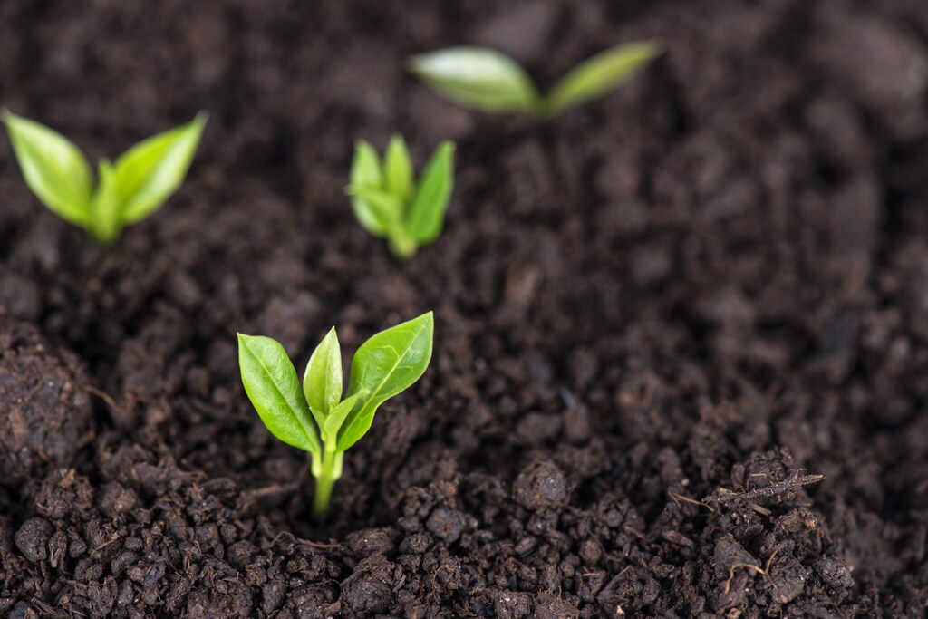 Regenerative agriculture enriches the soil, boosts biodiversity and supports decarbonization