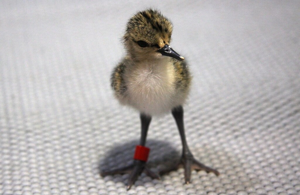 The kaki waddling bird