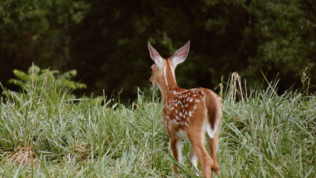 A fawn among commercial crops