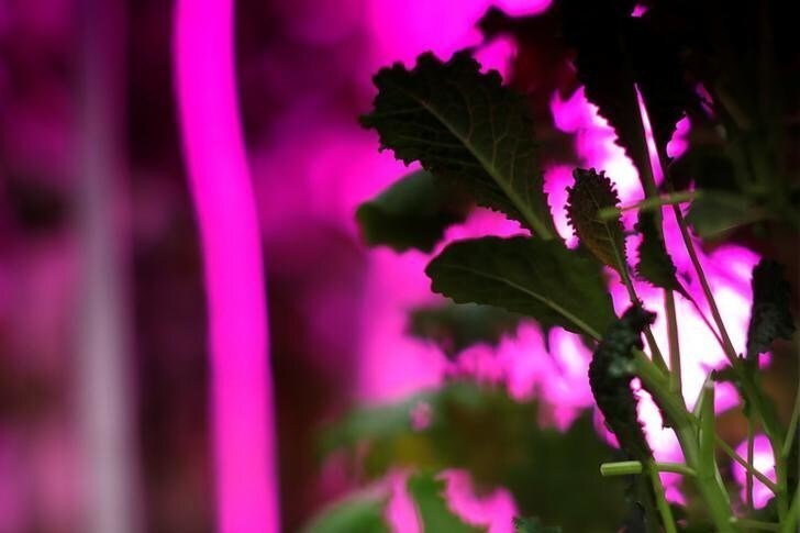 Tuscan Kale is seen growing under LED lights inside a hydroponic climate controlled farm, one of 10 repurposed 320-square-foot metal shipping containers where entrepreneur farmers enrolled in the "Square Roots" farming program are growing and selling a variety of greens in the parking lot of a former Pfizer factory in the Brooklyn Borough of New York City, U.S. on May 5, 2017. Picture taken May 5, 2017. REUTERS/Mike Segar
