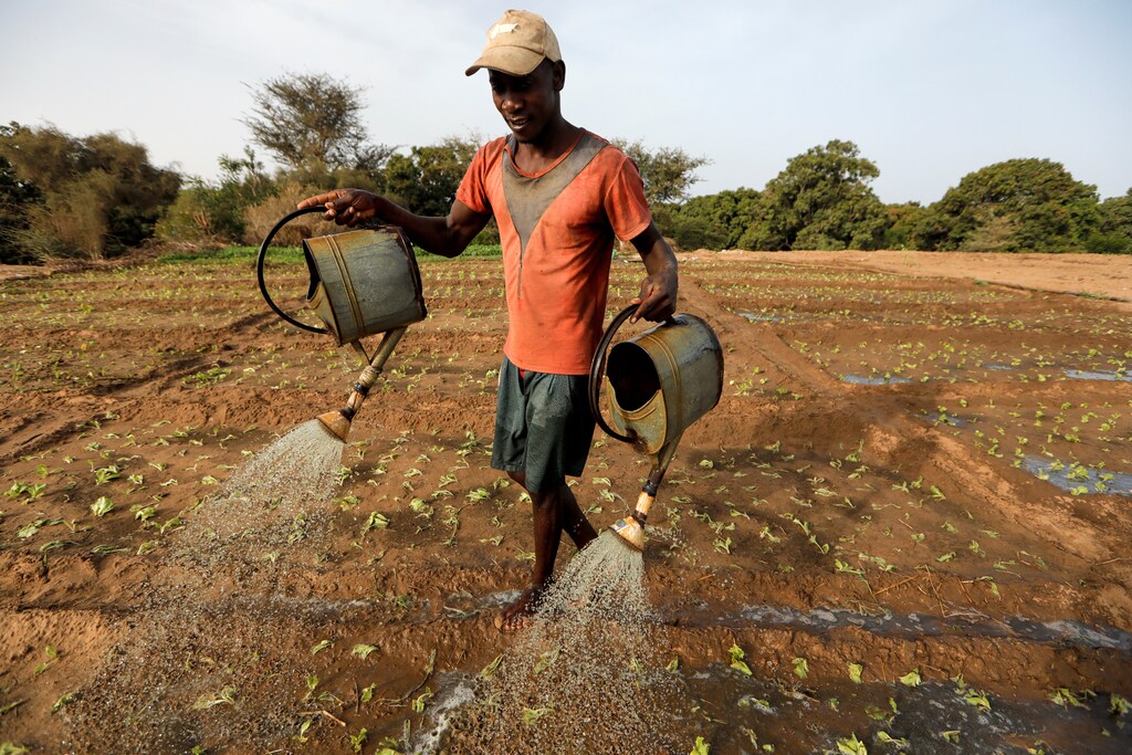 A farm worker manually irrigates a salad field, amid the outbreak of the coronavirus disease (COVID-19), In Thies, Senegal June 3, 2020. Picture taken June 3, 2020. REUTERS/Zohra Bensemra - RC2H2H9EP4AI