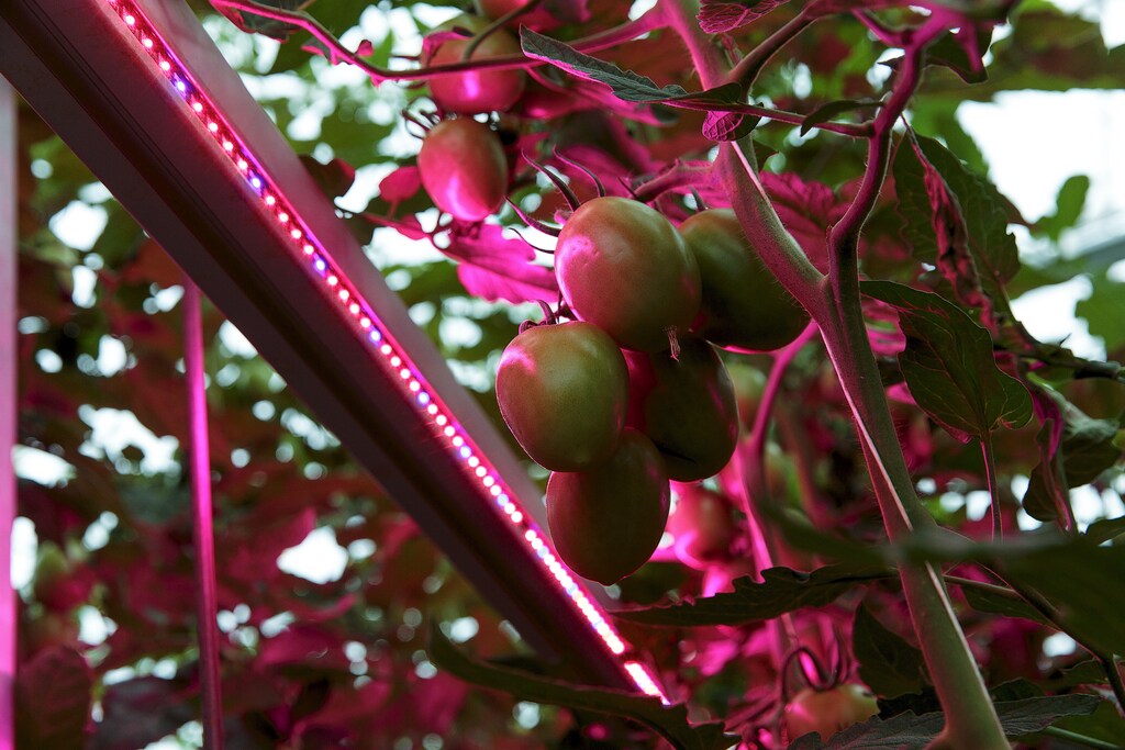 High tech lights are used to stimulate the growth of tomatoes in a greenhouse in Someren, near Eindhoven. The agriculture industry could benefit greatly from AI — both in terms of efficiency and sustainability.