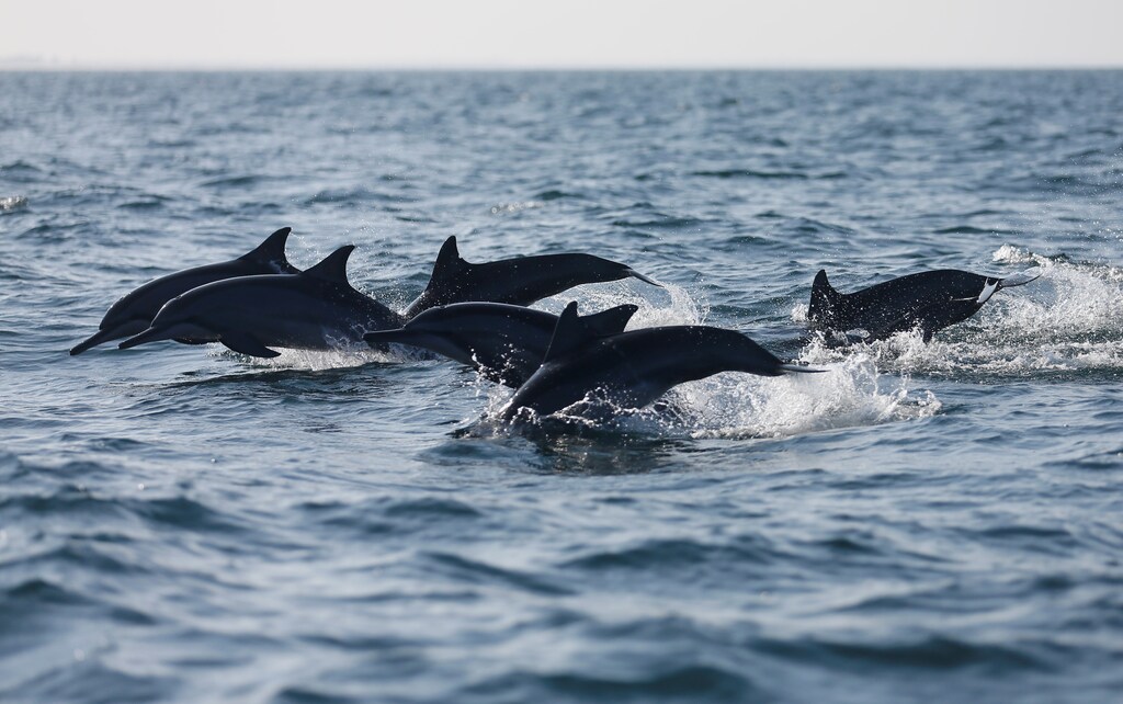 Dolphins swim in the sea in Kalpitiya, Sri Lanka February 12, 2017. REUTERS/Dinuka Liyanawatte - RTSY8Q8