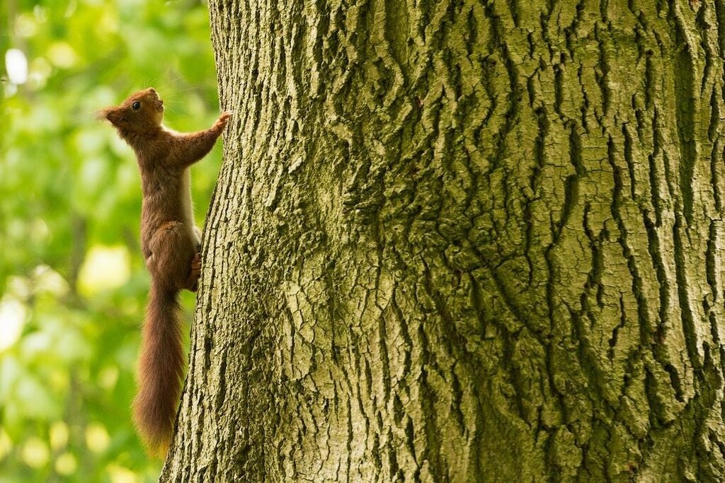 A red squirrel, similar to the ones found in Scotland are pictured climbing up the side of a tree.