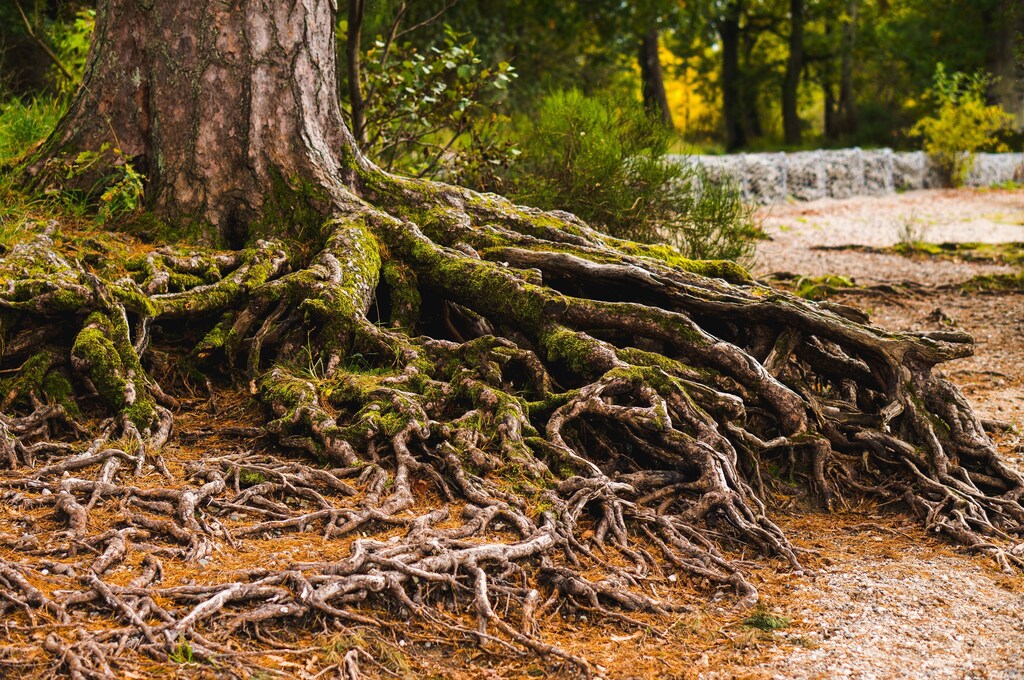 Mossy tree roots