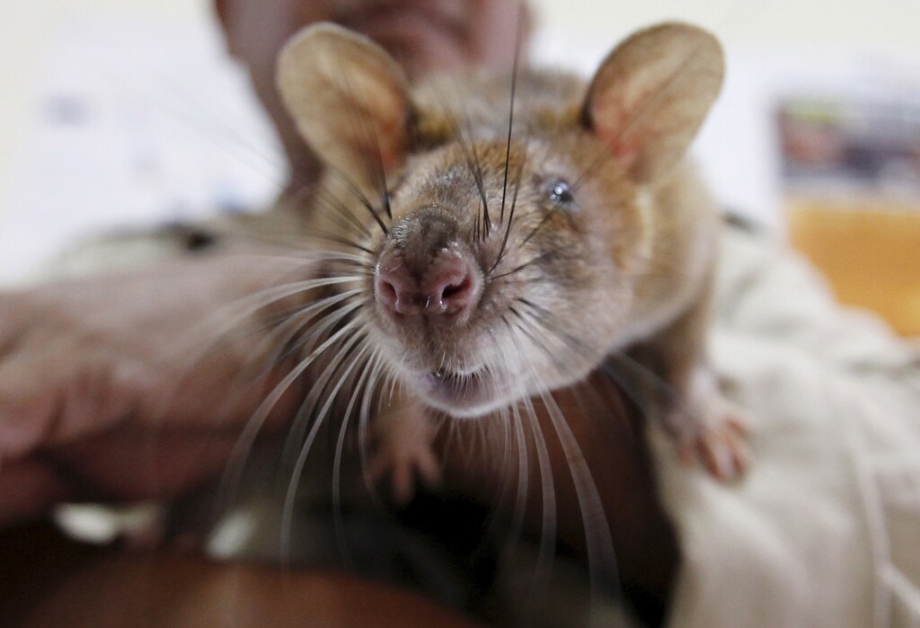 A handler holds a rat undergoing training to detect mines at the Mine Detection Rat Training, Trial and Testing Project in Siem Reap province July 9, 2015. Gambian pouched rats were deployed to Cambodia from Tanzania in April by a Belgian non-profit organization, APOPO, to help clear mines. They've been trained since they were 4 weeks old. Cambodia is still littered with landmines after emerging from decades of civil war, including the 1970s Khmer Rough "Killing Fields" genocide, leaving it with one of the world's highest disability rates. APOPO has used the rodents for mine-clearing projects in several countries, including Angola, Mozambique, Thailand, Laos, and Vietnam. Picture taken July 9, 2015. REUTERS/Samrang Pring - RTX1K772
