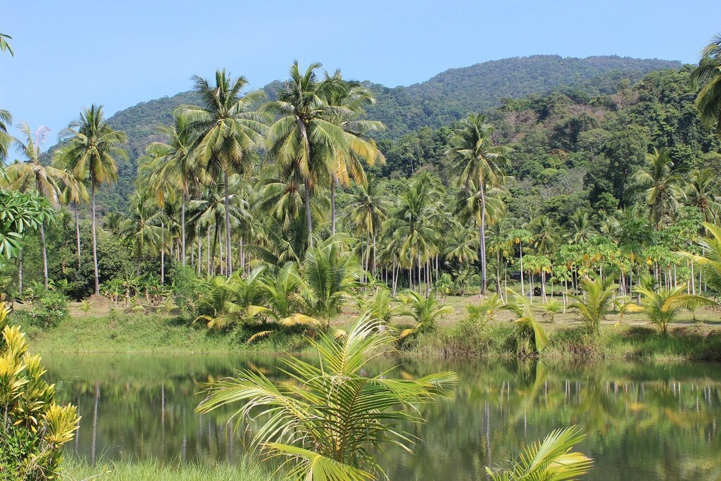 image of a rainforest