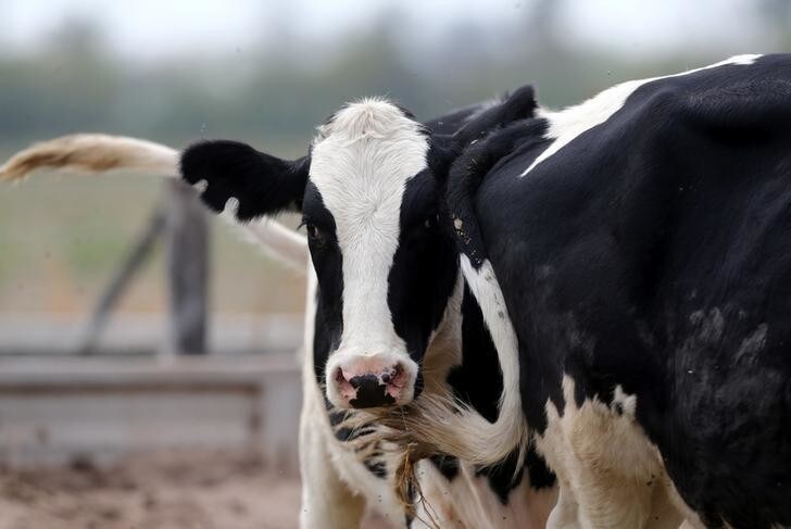 Cows graze on a farm near Sunchales, Argentina, April 6, 2018. Picture taken April 6, 2018. REUTERS/Marcos Brindicci