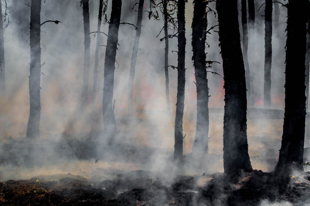 As climate changes drives heatwaves, wildfires are also set to become more common.