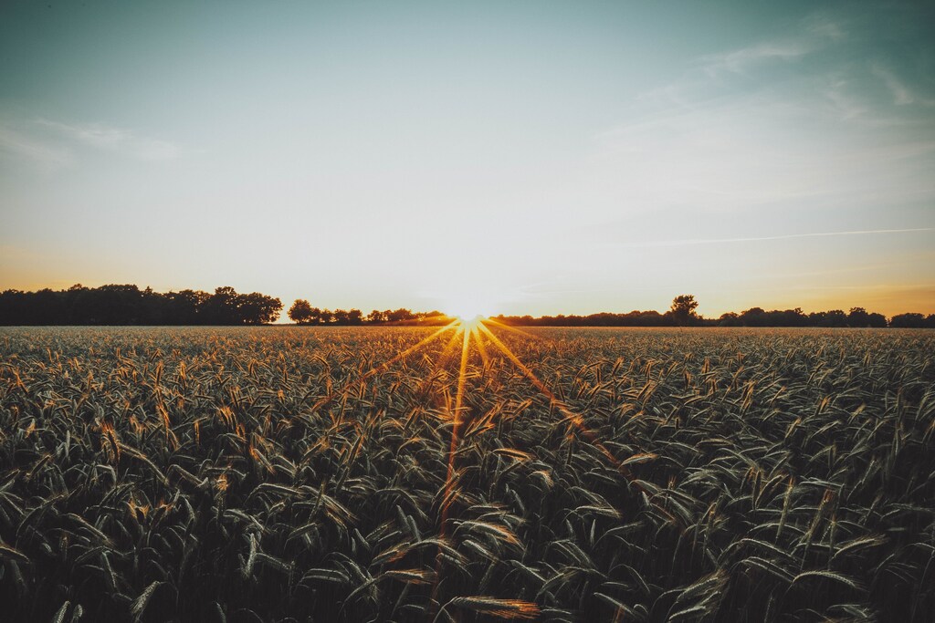 Regenerative agriculture can ease land degradation and increase yields.
