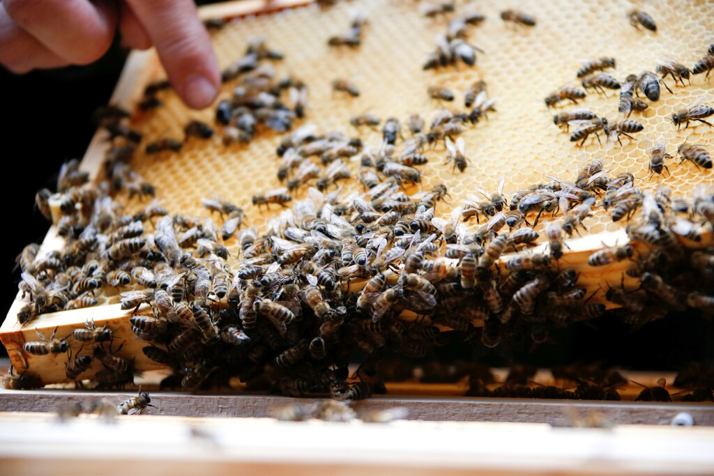 A beehive frame with honeycomb and honeybees is seen during the presentation to the media of tens of thousands honeybees permanently placed in a courtyard of a lower house of the German parliament Bundestag office building in Berlin, Germany, April 25, 2016. REUTERS/Fabrizio Bensch - D1AETAJSTXAB