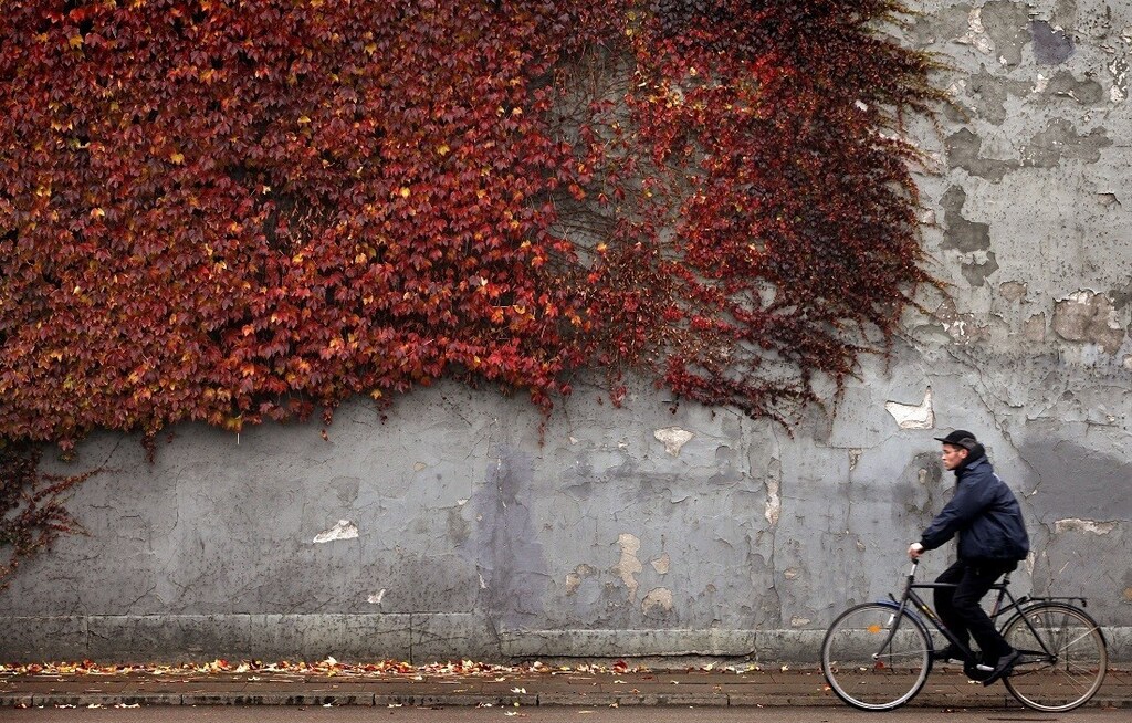 A cyclist rides past autumn-colored ivy climbing the wall of a building in downtown Copenhagen November 2, 2010. REUTERS/Bob Strong (DENMARK - Tags: ENVIRONMENT TRANSPORT SOCIETY) - RTXU4IR