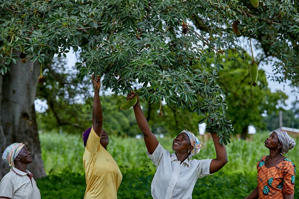 sustainable future, rural communities; NAKOLO SHEA AND BAOBAB PRODUCTION