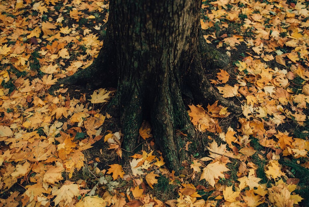 Tree trunk surrounded by fallen leaves
