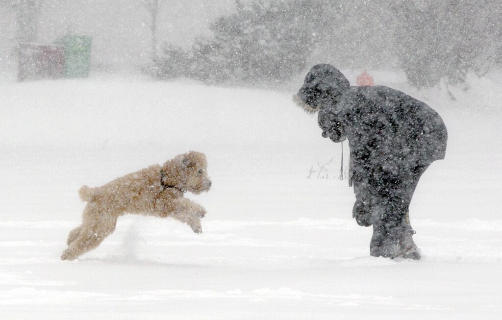 A woman and her dog brave the elements during a winter storm on January 22, 2014 in Halifax, Nova Scotia. The winter weather system, which is expected to continue into the night, has battered the Atlantic provinces with gusting winds and heavy snowfall. REUTERS/Devaan Ingraham (CANADA - Tags: ENVIRONMENT ANIMALS SOCIETY) - GM1EA1N0D5R01