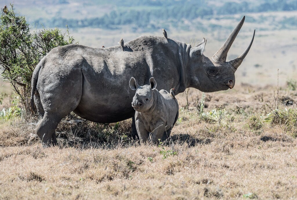 The black rhino population in particular are under immense pressure