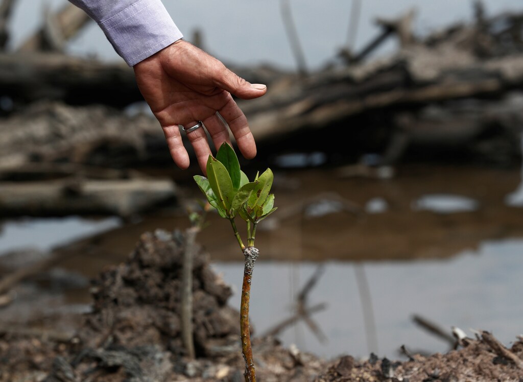 Village leader Matakin Bondien points to a young mangrove plant which has sprouted in a clearing where mangrove trees were felled in Pitas, Sabah, Malaysia, July 6, 2018. Picture taken July 6, 2018. To match Special Report OCEANS-TIDE/SHRIMP REUTERS/Edgar Su - RC1889158760