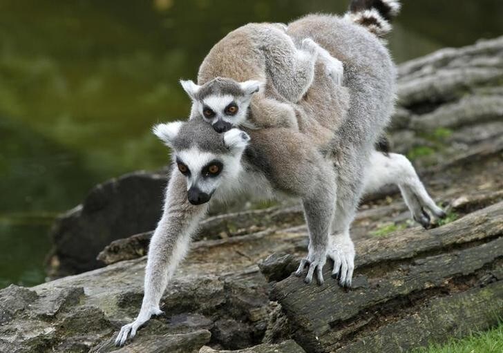 A baby Ring-tailed Lemur rests on its mothers back at Schoenbrunn zoo in Vienna May 7, 2010. REUTERS/Leonhard Foeger (AUSTRIA - Tags: ANIMALS IMAGES OF THE DAY)