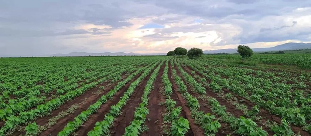 African Angola’s agricultural sector people economy environment