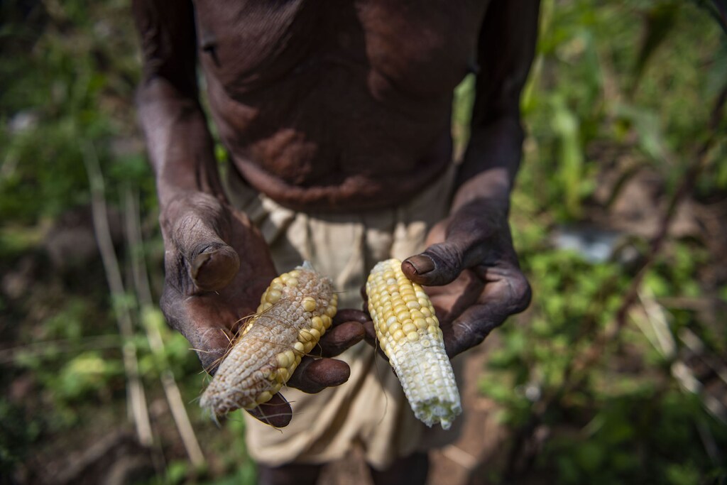 Climate change has a direct and significant impact on food insecurity.