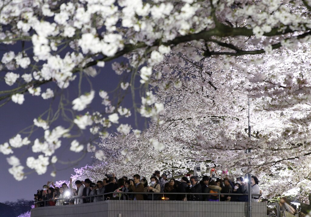 Visitors take pictures of illuminated cherry blossoms in full bloom along the Chidorigafuchi Moat in Tokyo, Japan, April 6, 2016. REUTERS/Yuya Shino TPX IMAGES OF THE DAY - RTSDU94