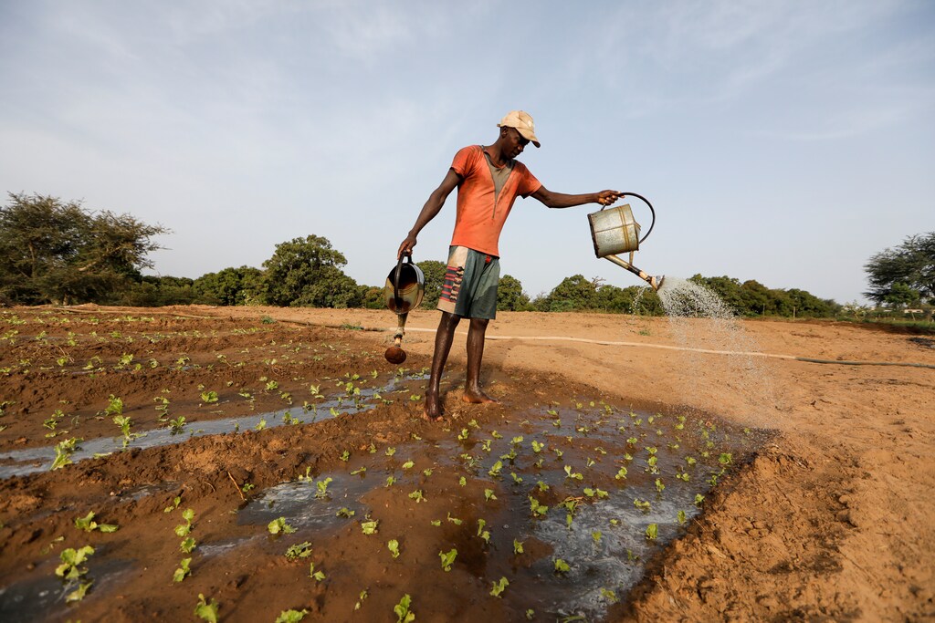 A farm worker manually irrigates a salad field, amid the outbreak of the coronavirus disease (COVID-19), In Thies, Senegal June 3, 2020. Picture taken June 3, 2020.