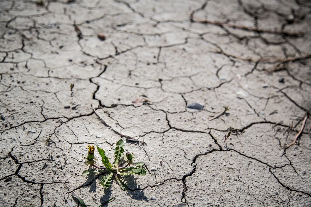 A coordinated global approach is essential to restore soil health in a decade's time