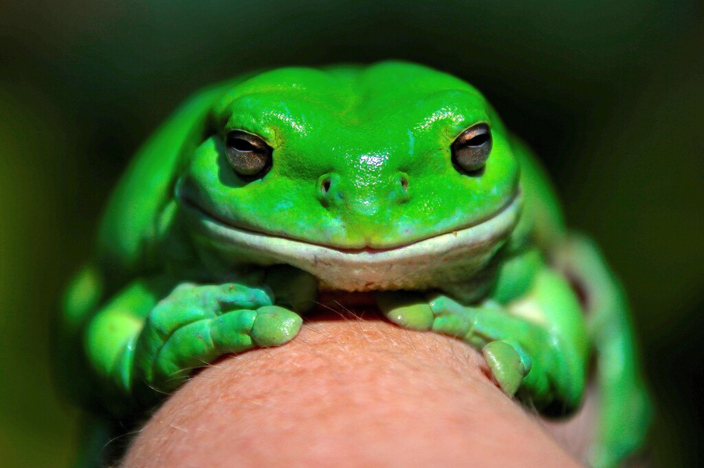 An Australian Green Tree frog named "Godzilla" sits on the hand of Kathy Potter of the Frog and Toad Study Group during the launch of the Australian Museum's national frog count phone app called "FrogID" in Sydney, Australia, November 10, 2017. REUTERS/David Gray TPX IMAGES OF THE DAY - RC1D8D2AE180