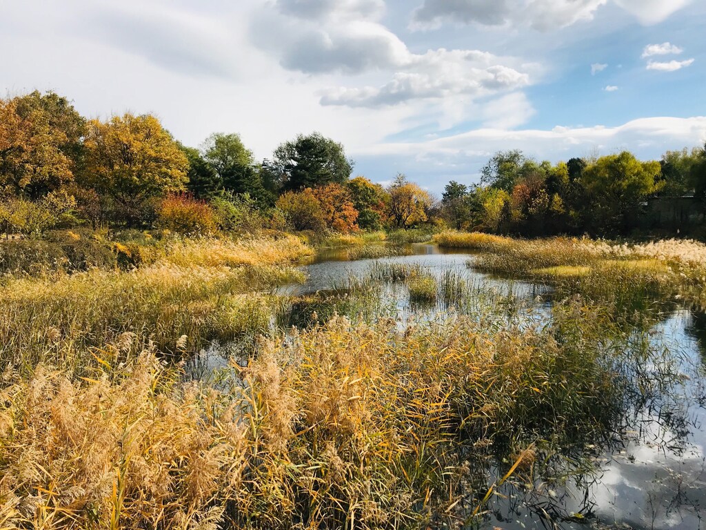 wetlands river lake pond wildlife nature insects bugs fish amphibians ecology ecosystem biodiversity nature natural environment protection sanctuary birds fish trees weeds lily water plants
