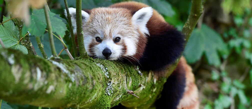 絶滅危惧種であるレッサーパンダの個体数は10,000頭以下