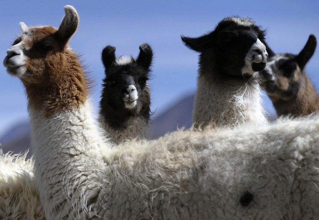 Llamas are seen in Pisiga, near the border with Chile, July 23, 2009. REUTERS/Daniel Caballero (BOLIVIA ENVIRONMENT ANIMALS) - GM1E57O0LST01