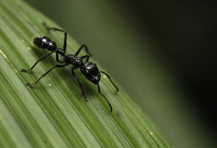 A bullet ant (Paraponera Clavatta) walks on a leaf at the Braullio Carrillo National Park, 50 kilometers (31 miles) east of San Jose, June 5, 2012. According to a recent poll, Costa Ricans would agree to pay higher taxes if it is used for actions to promote the environment, according to local media. Costa Rica, with more than 30% of its territories held in national parks, celebrates World Environment Day today. REUTERS/Juan Carlos Ulate (COSTA RICA - Tags: ENVIRONMENT SOCIETY ANIMALS)