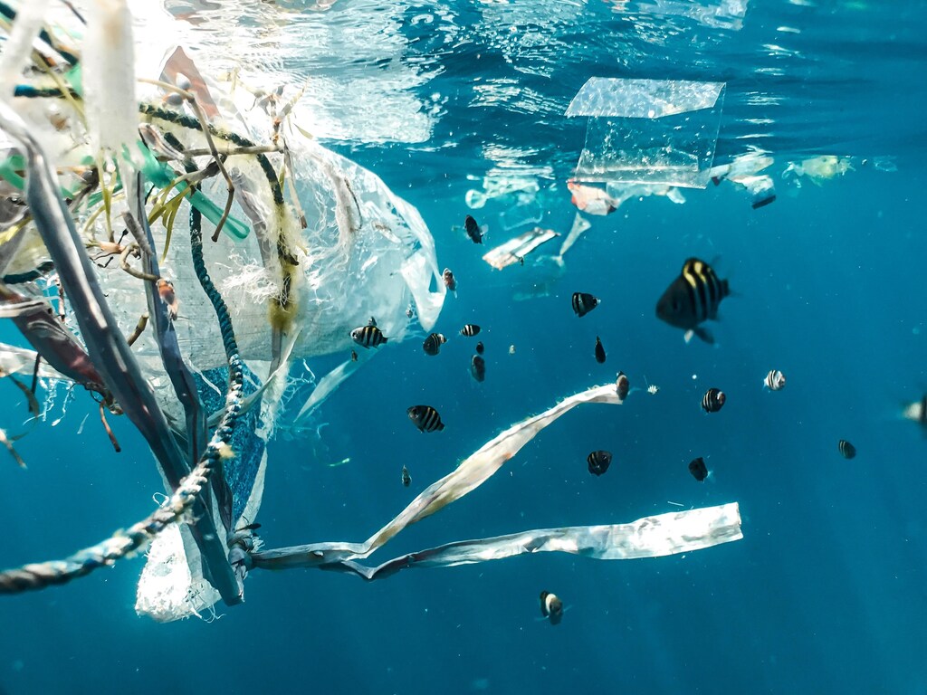 these fish are swimming in plastic. Problems caused by human activity like this pollution are damaging the health of our ocean