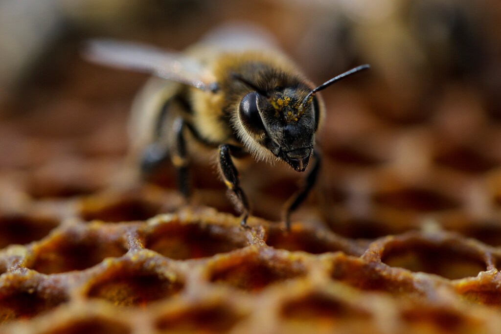 A bee is seen on the frame of a hive in a village of Ripanj near Belgrade, Serbia, April 9, 2019. Picture taken April 9, 2019. REUTERS/Marko Djurica - RC1B4F0C1ED0