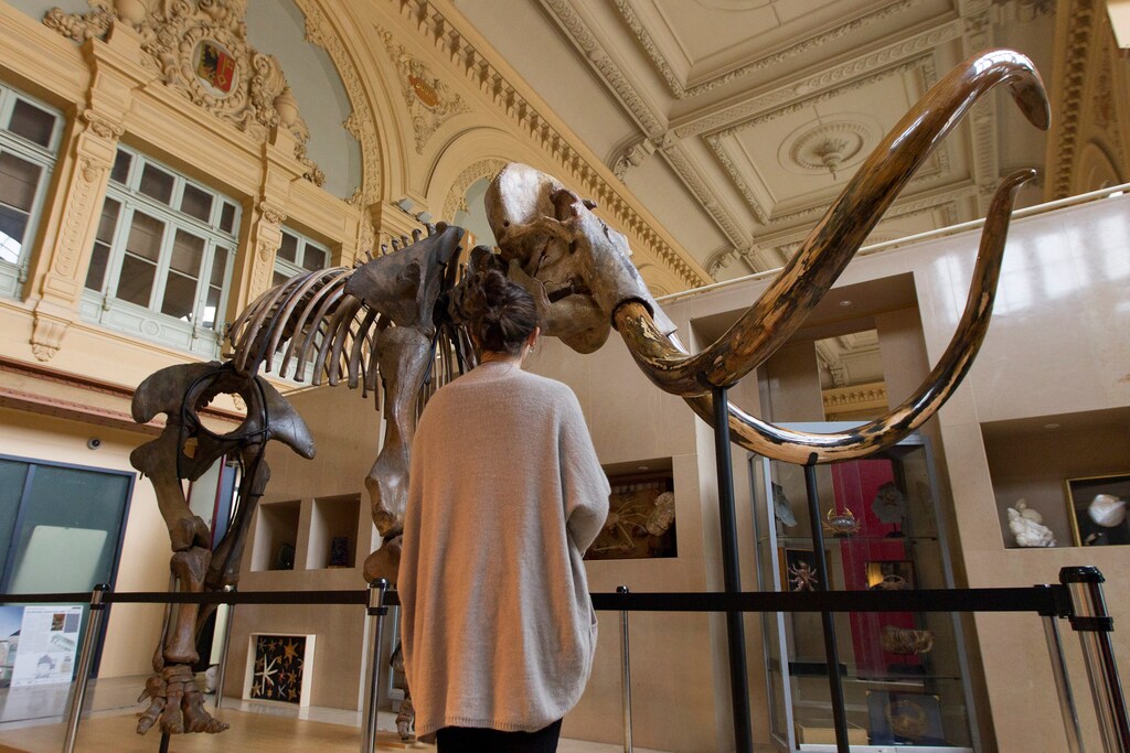 A visitor looks at a complete mammoth skeleton on displayed in a museum