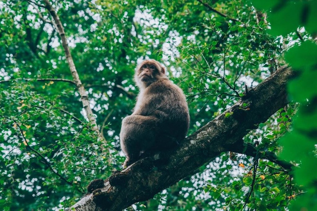 image of a monkey in a forest