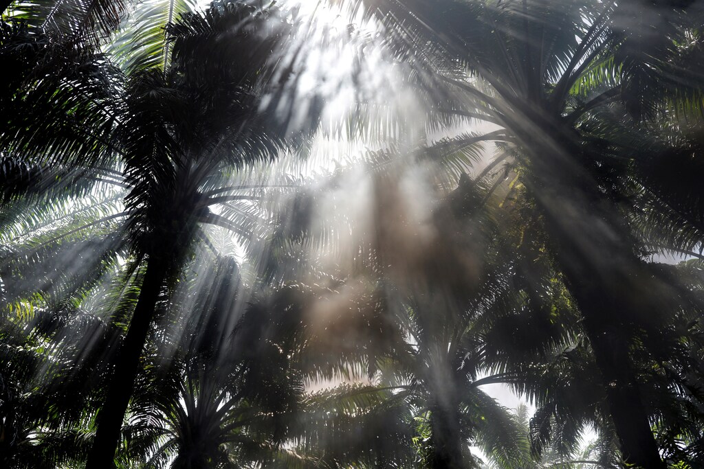 Sun rays penetrate through an African palm oil plantation run by NaturAceites during a temporary state of siege, approved by the Guatemalan Congress following the death of several soldiers in the area, in the village of Semuy II, Izabal Department, Guatemala September 10, 2019. Picture taken September 10, 2019. REUTERS/Luis Echeverria TPX IMAGES OF THE DAY - RC1B638AD860